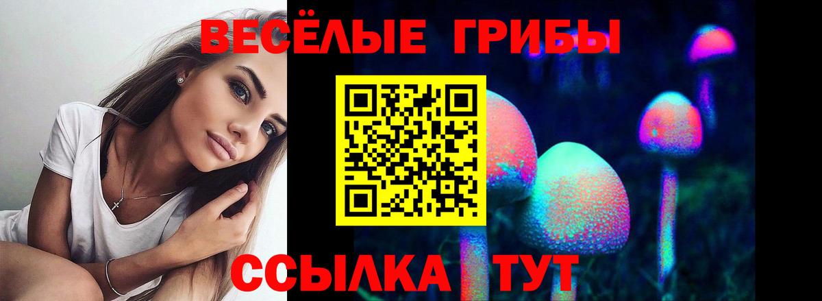 Зеленогорск  Галлюциногенные грибы Cubensis  даркнет сайт  Вход с VPN 